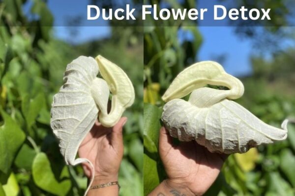 Duck Flower Detox